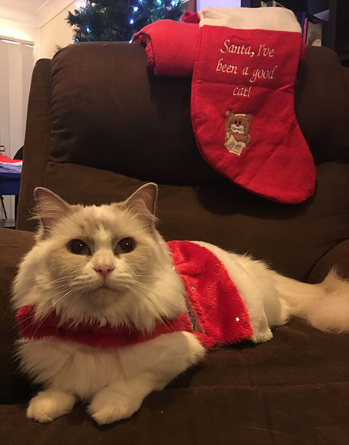 Cleo the Christmas Cat 1