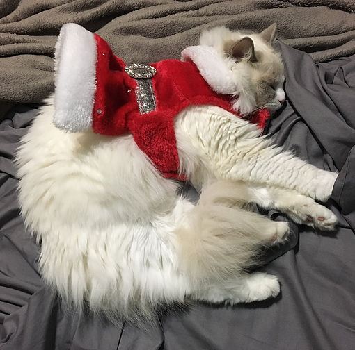 Cleo the Christmas Cat 3