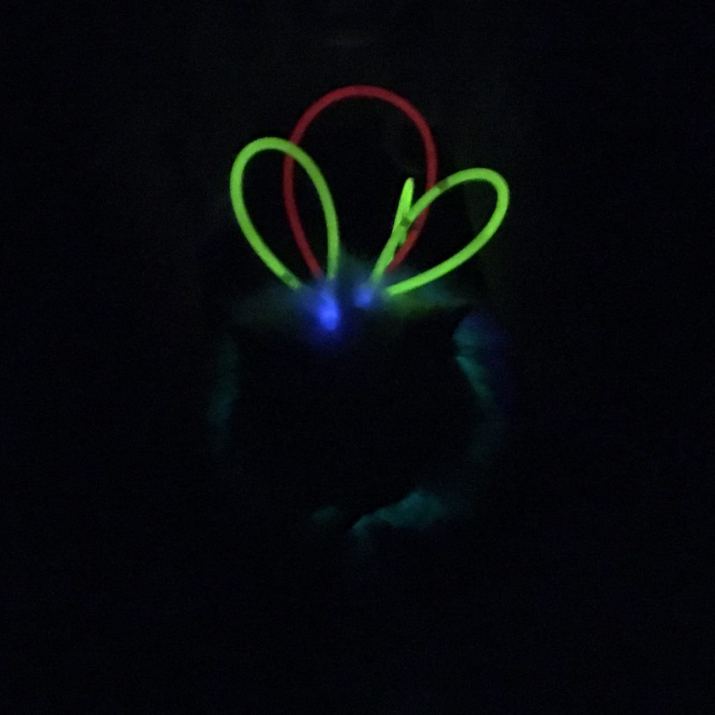 Glow Stick Cat